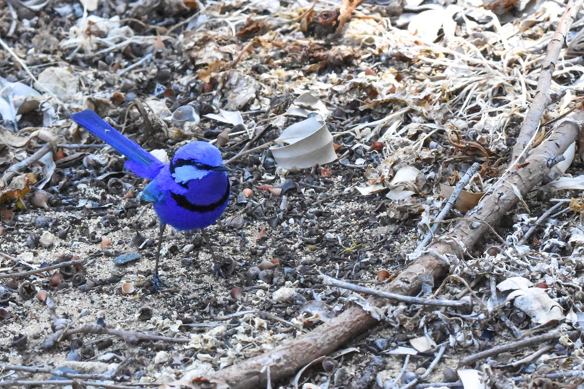 Splendid Fairywren - ML121913031