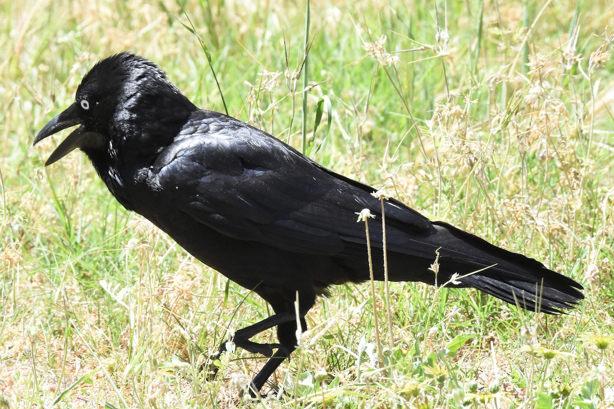 Australian Raven - ML121913221