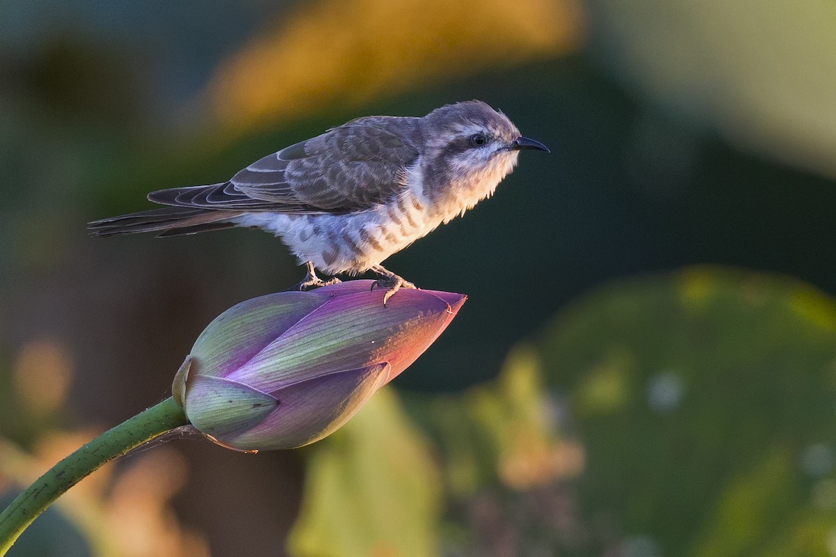 Horsfield's Bronze-Cuckoo - ML121913391