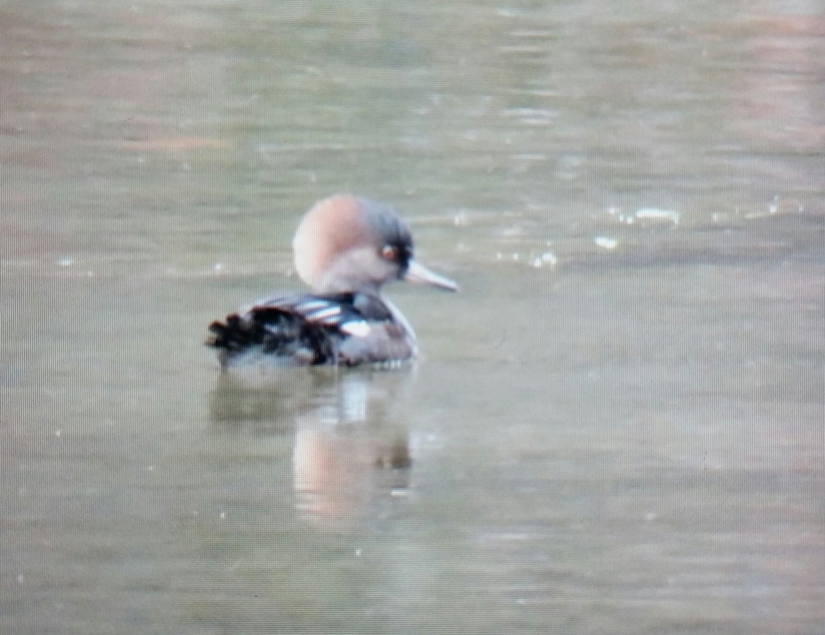 Hooded Merganser - ML121913401