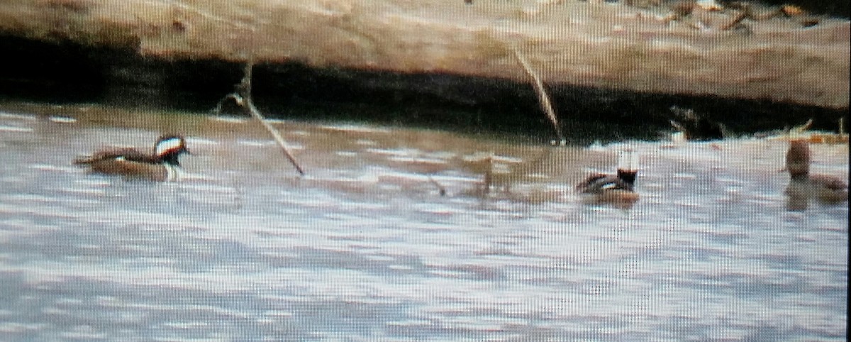 Hooded Merganser - ML121913541