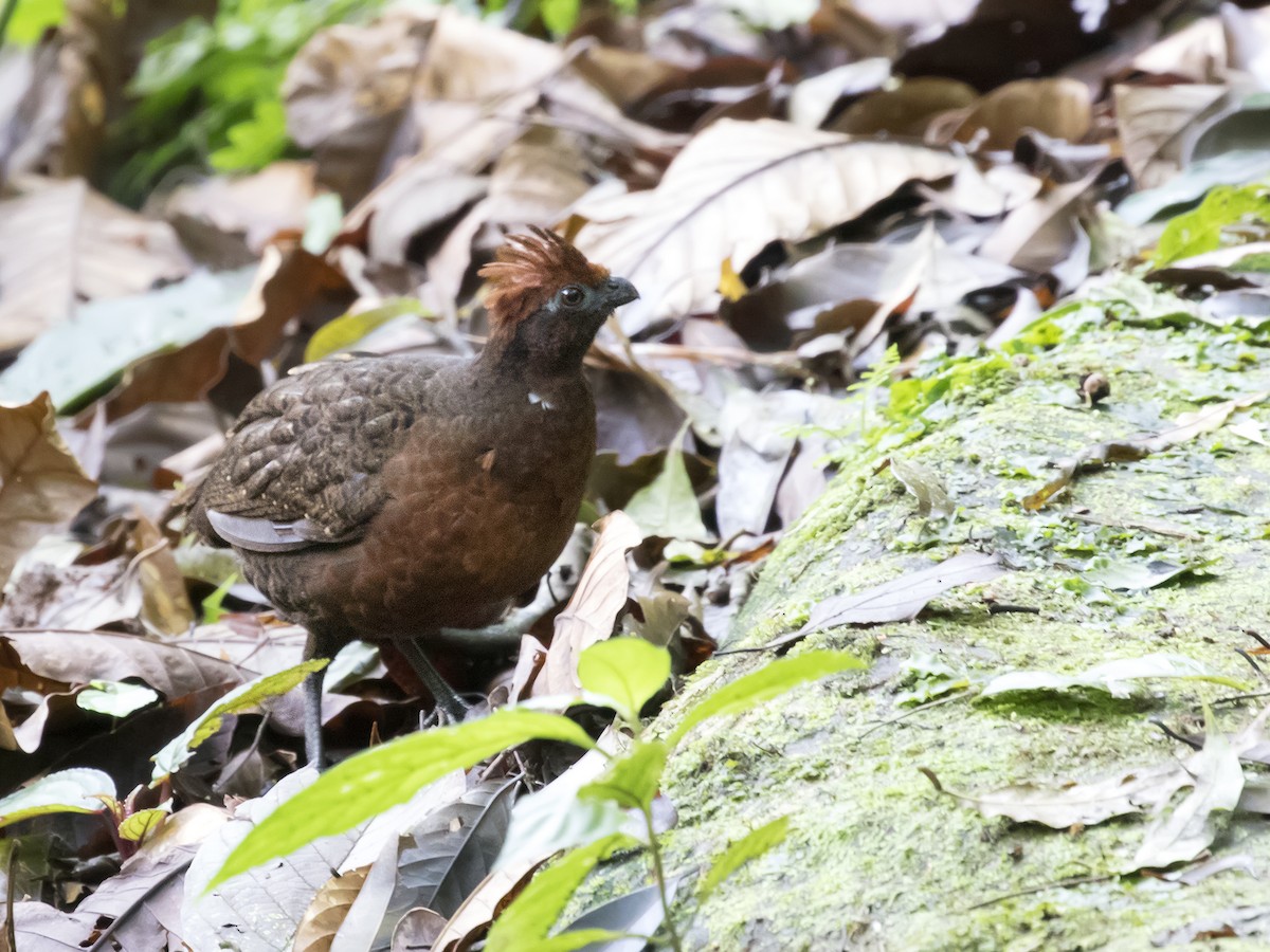 Black-eared Wood-Quail - ML121913711