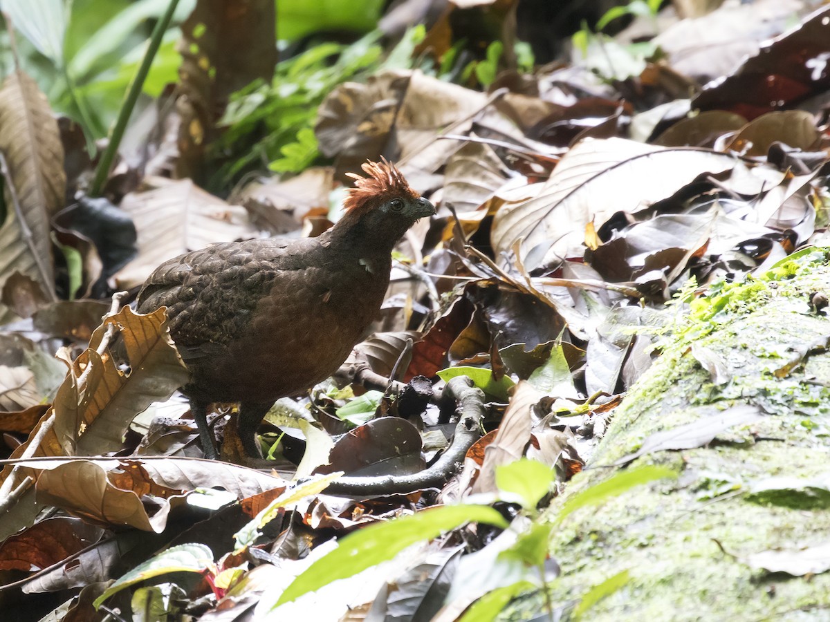 Black-eared Wood-Quail - ML121913741