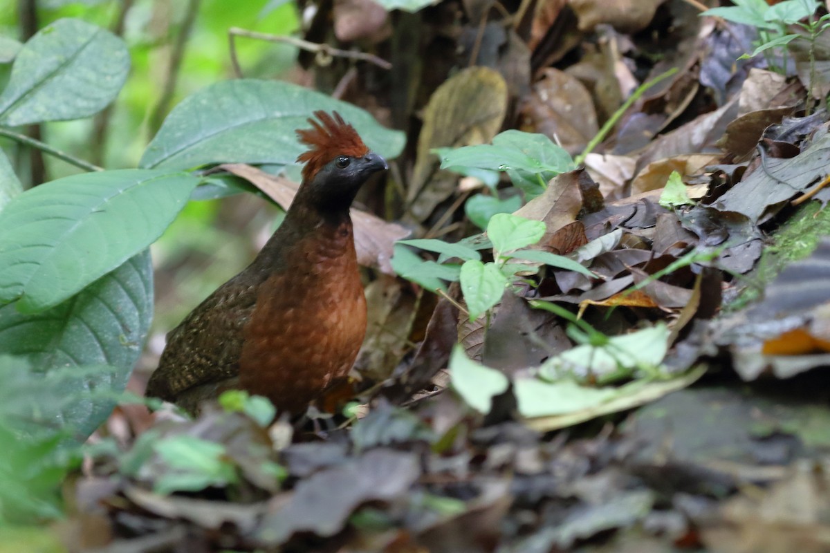 Black-eared Wood-Quail - ML121913891