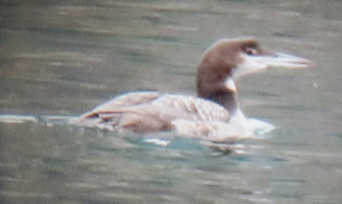 Common Loon - ML121913941