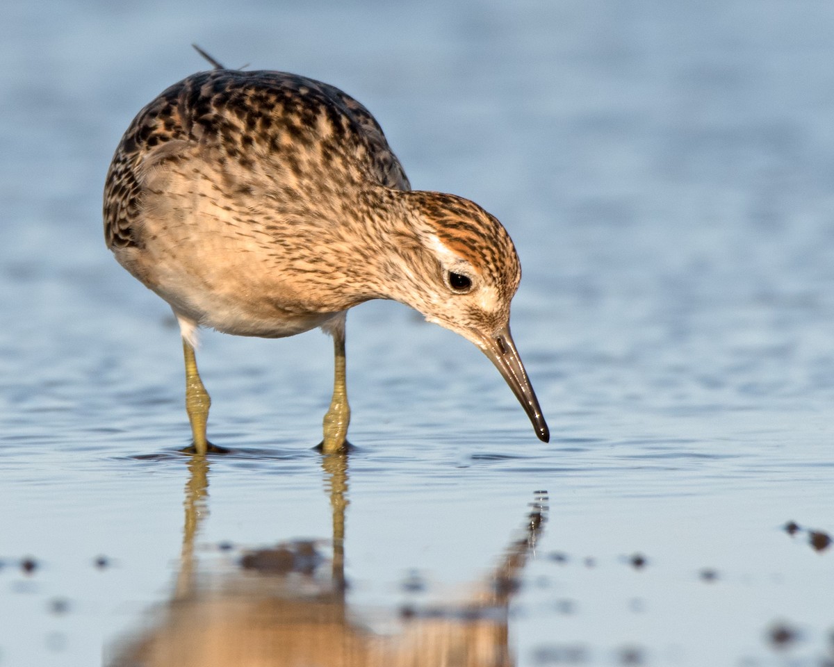 Sharp-tailed Sandpiper - ML121913981