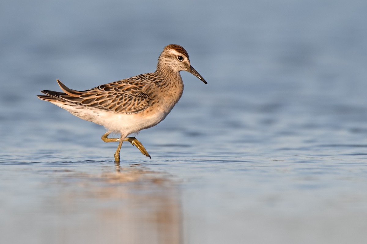 Sharp-tailed Sandpiper - Hayley Alexander