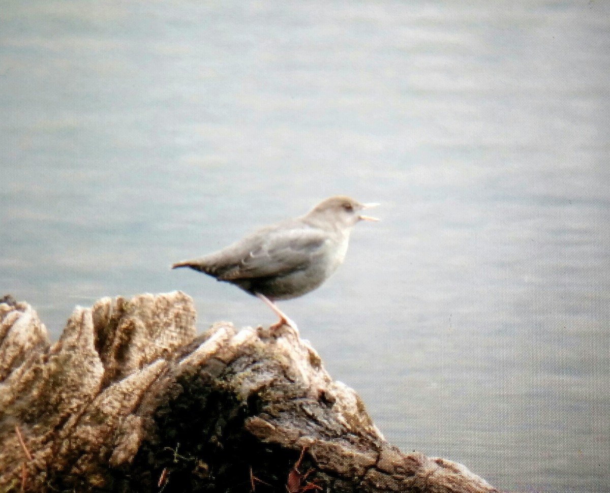 American Dipper - ML121914181