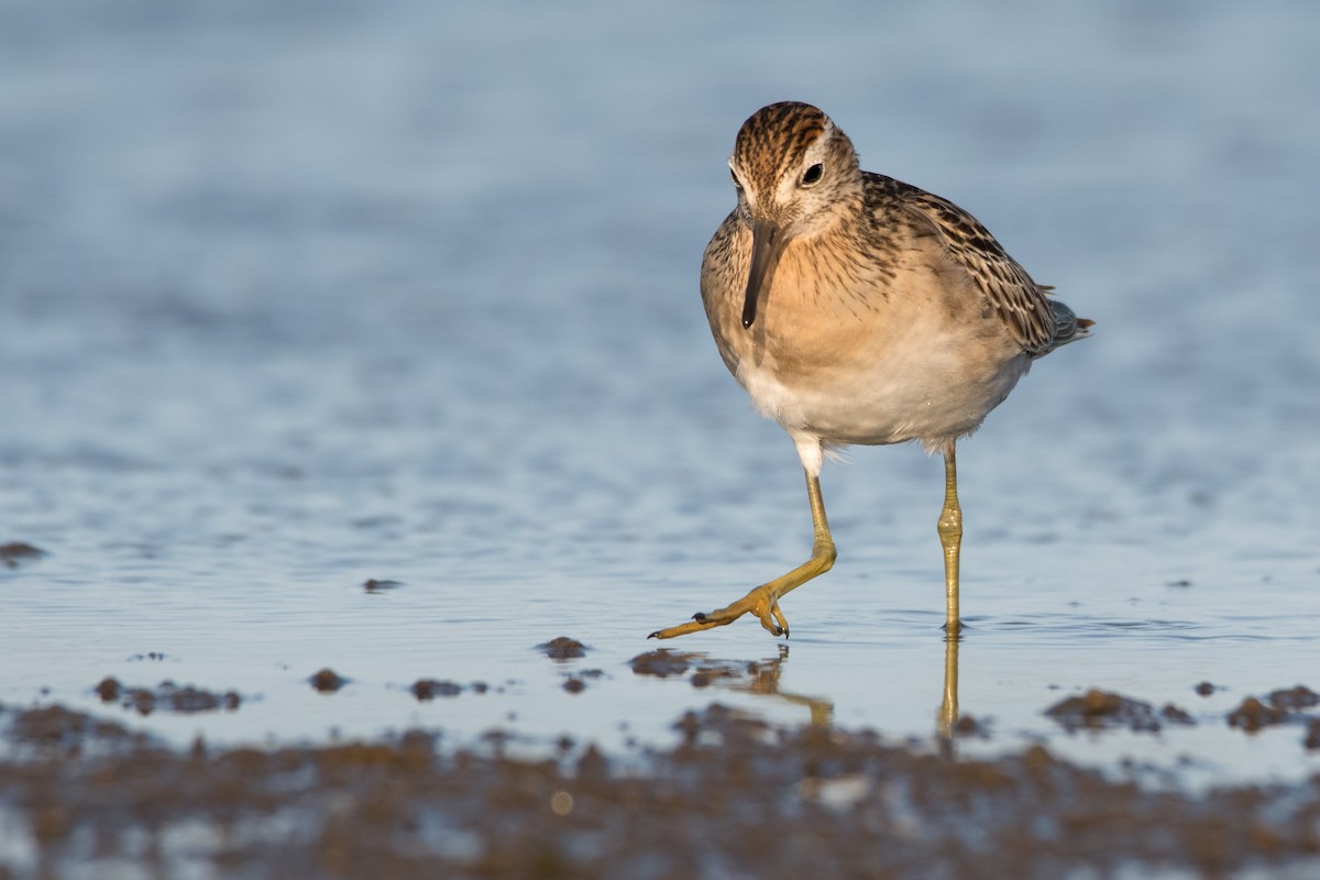 Sharp-tailed Sandpiper - Hayley Alexander