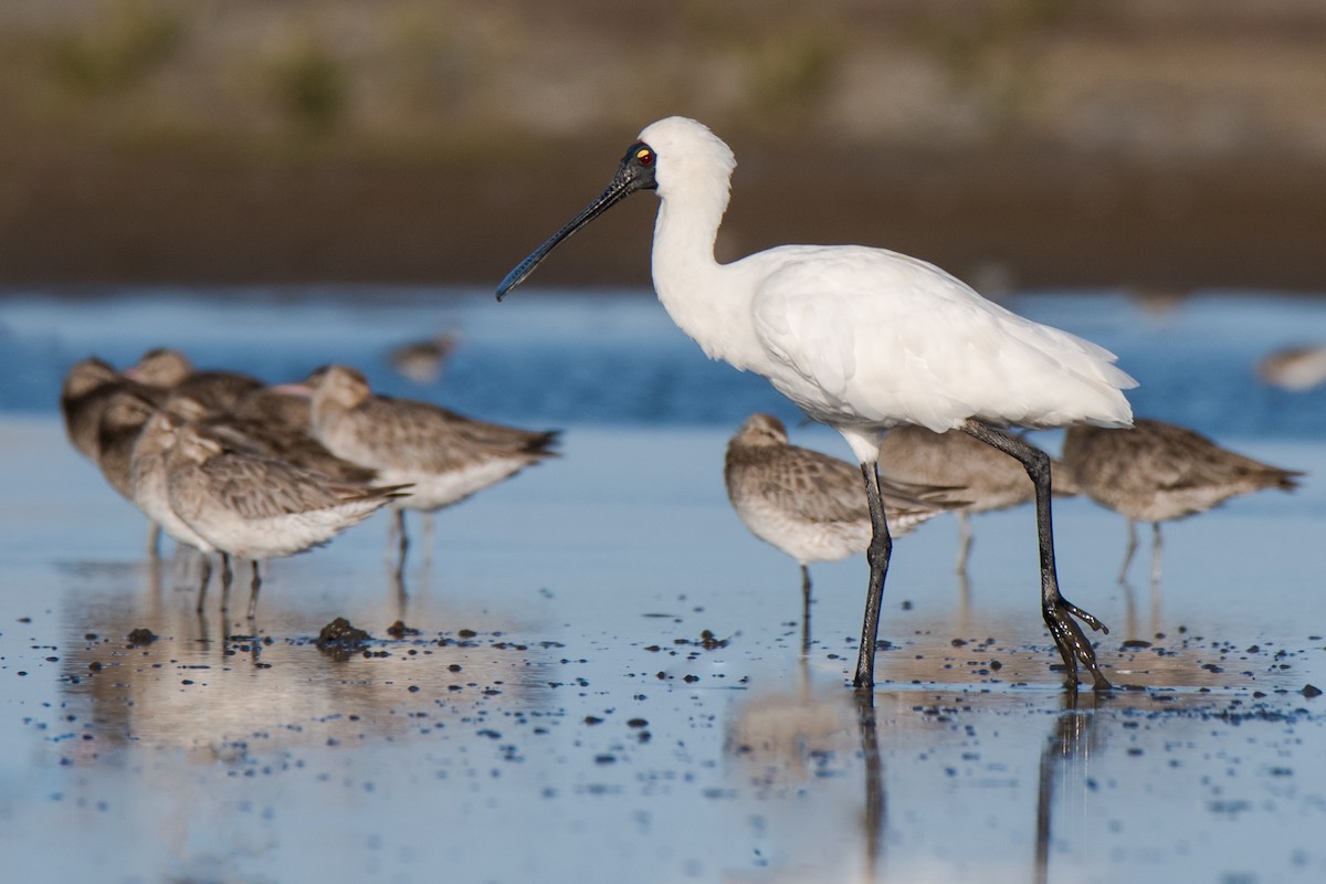 Royal Spoonbill - ML121914301