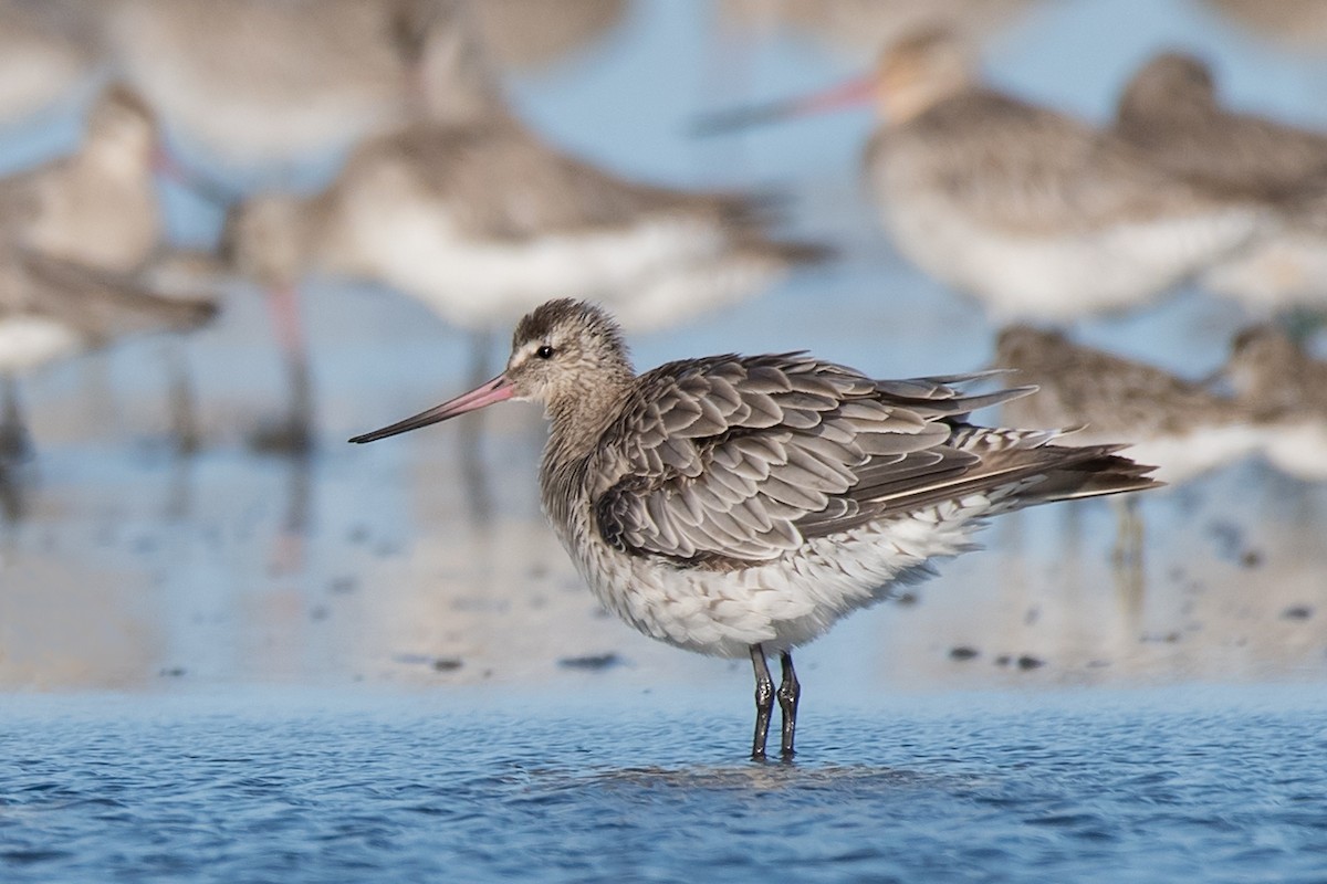 Bar-tailed Godwit - ML121914331