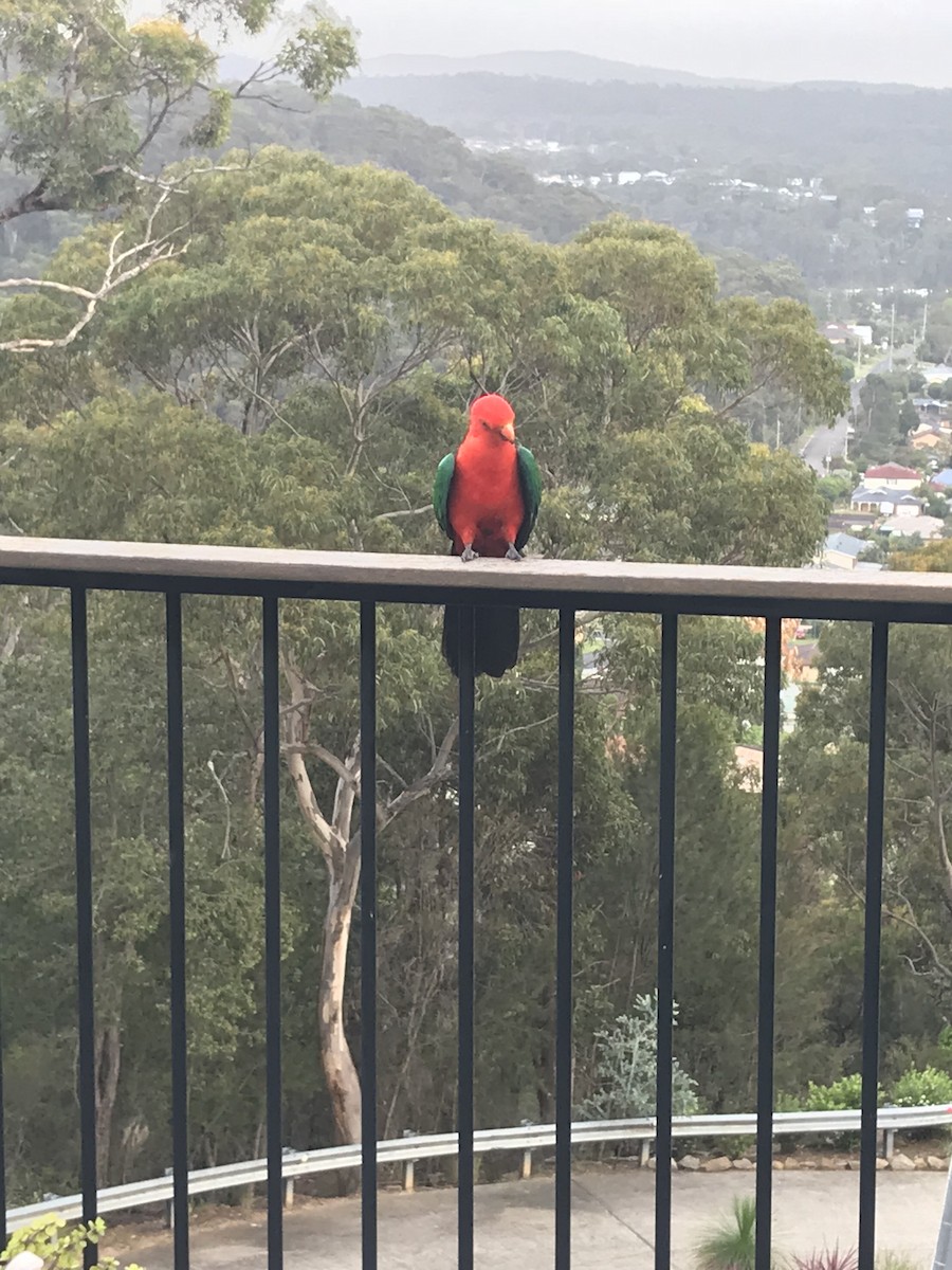 Australian King-Parrot - Jessie Hartley