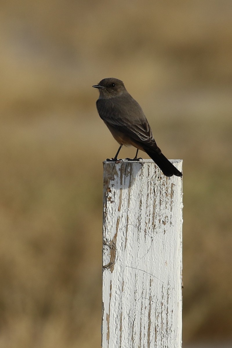 Say's Phoebe - Andy Bridges