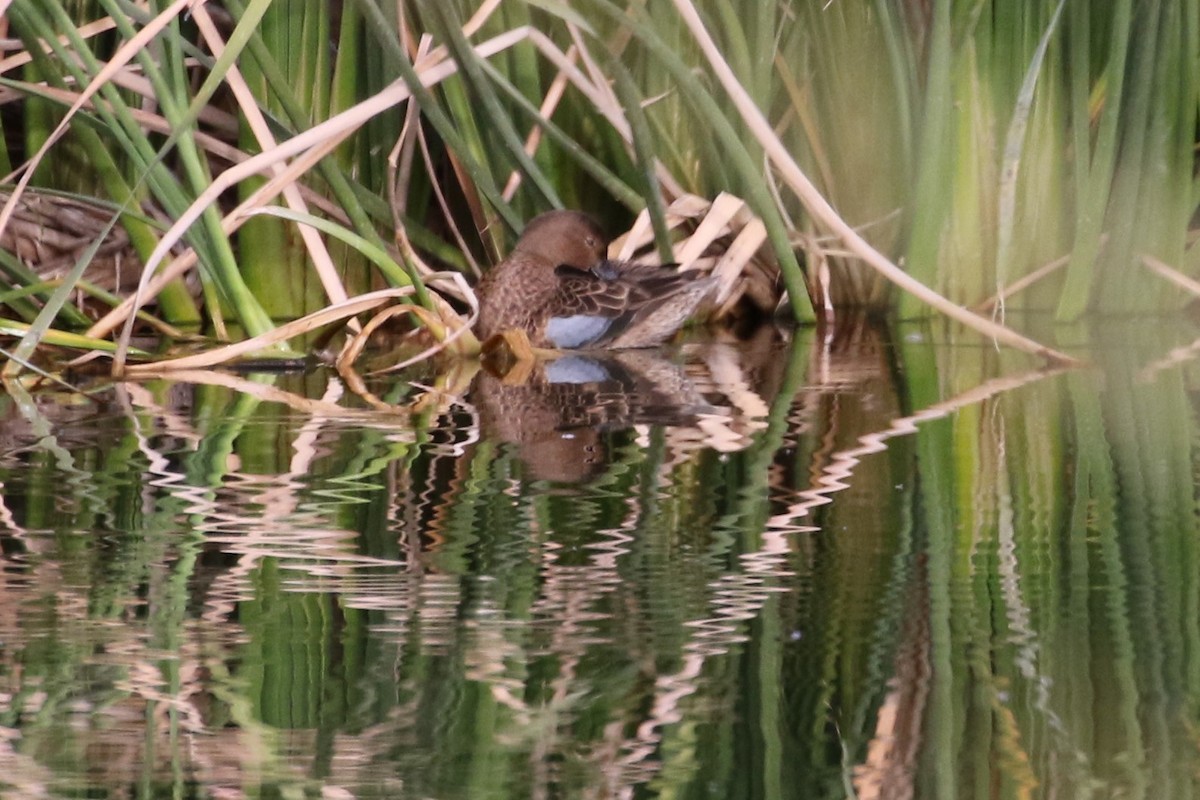 Cinnamon Teal - Andy Bridges