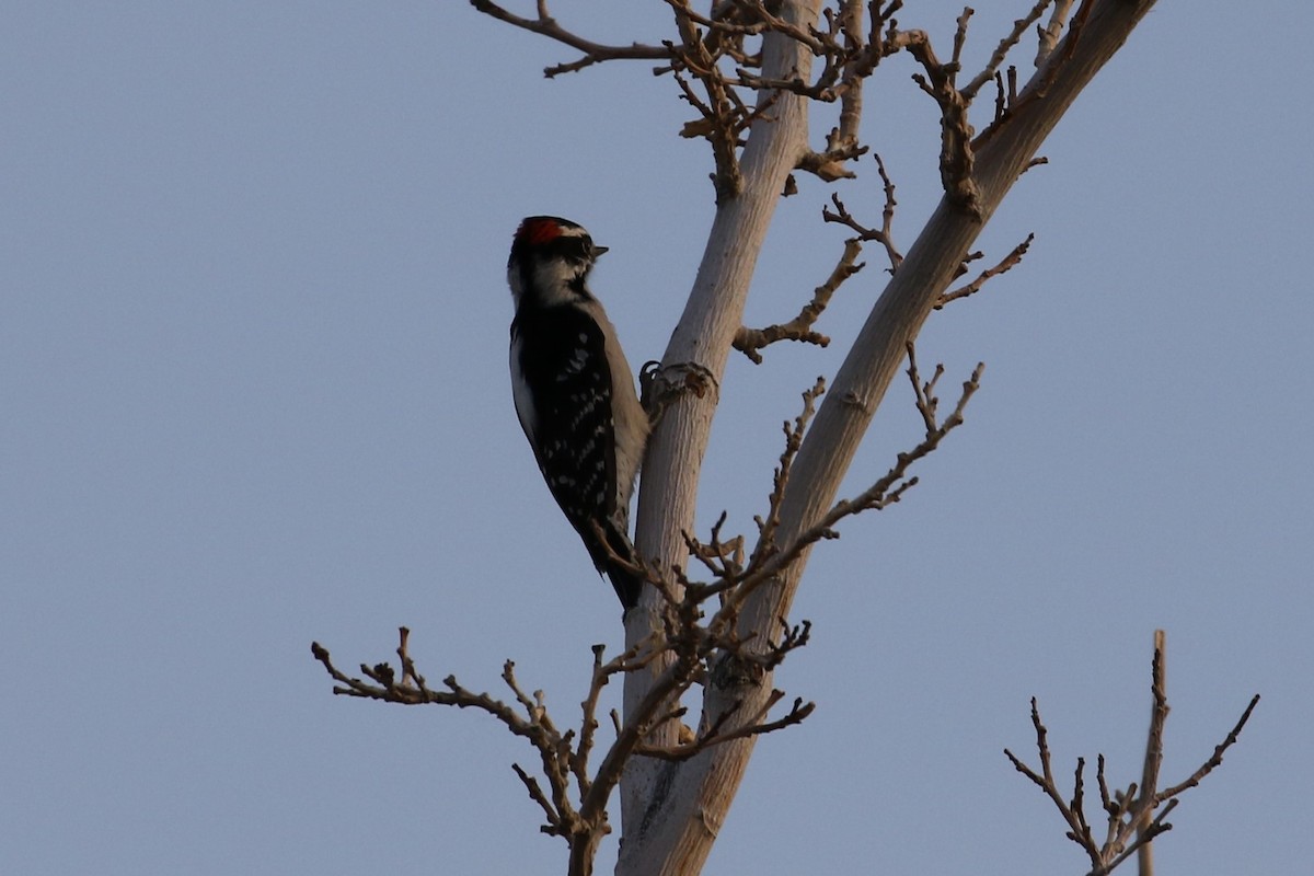 Downy Woodpecker - ML121915811