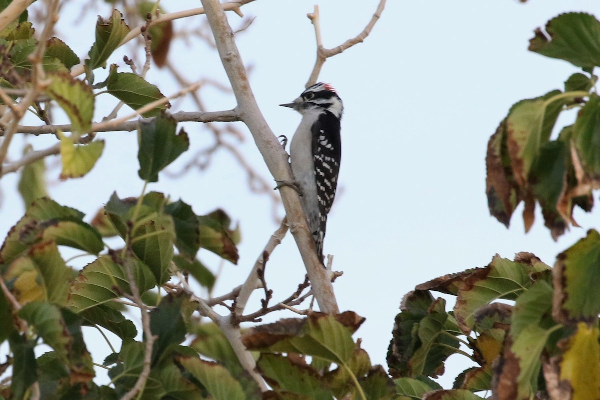 Downy Woodpecker - Andy Bridges