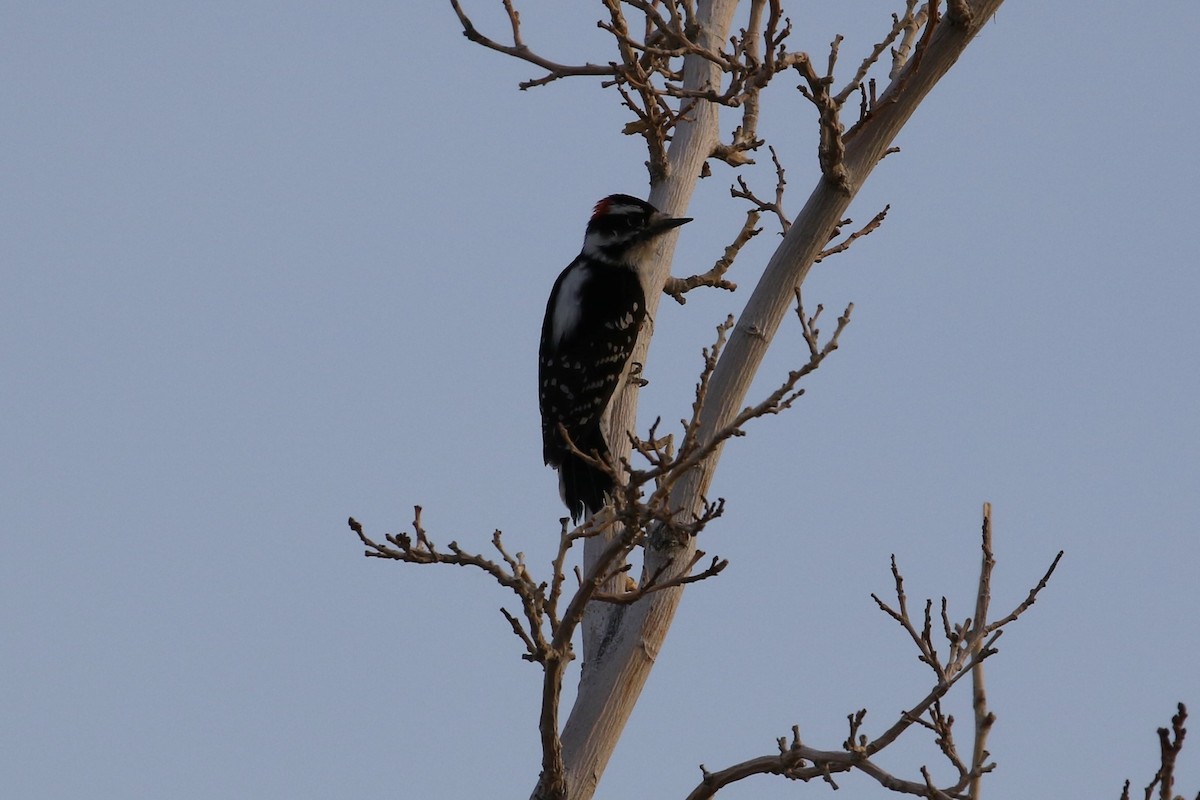 Downy Woodpecker - ML121915841