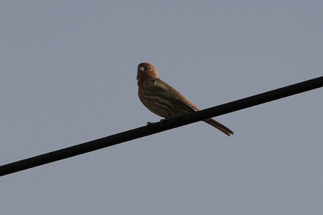 House Finch - Andy Bridges