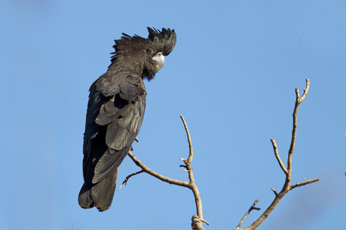 Red-tailed Black-Cockatoo - Mat Gilfedder