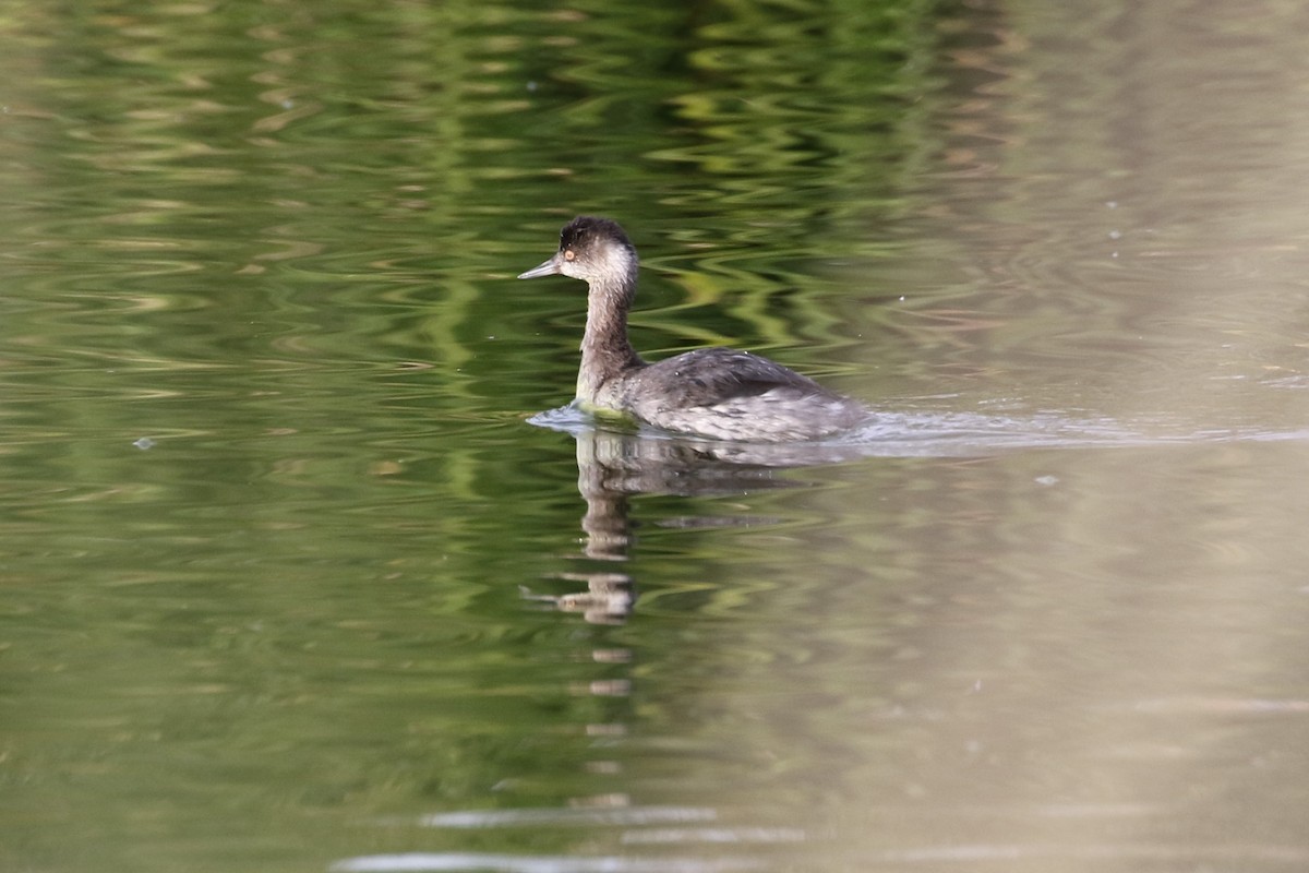 Eared Grebe - ML121915941