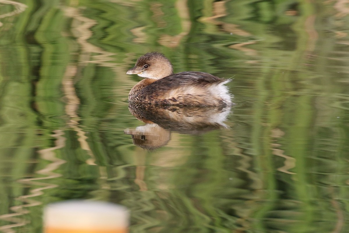 Pied-billed Grebe - ML121916011