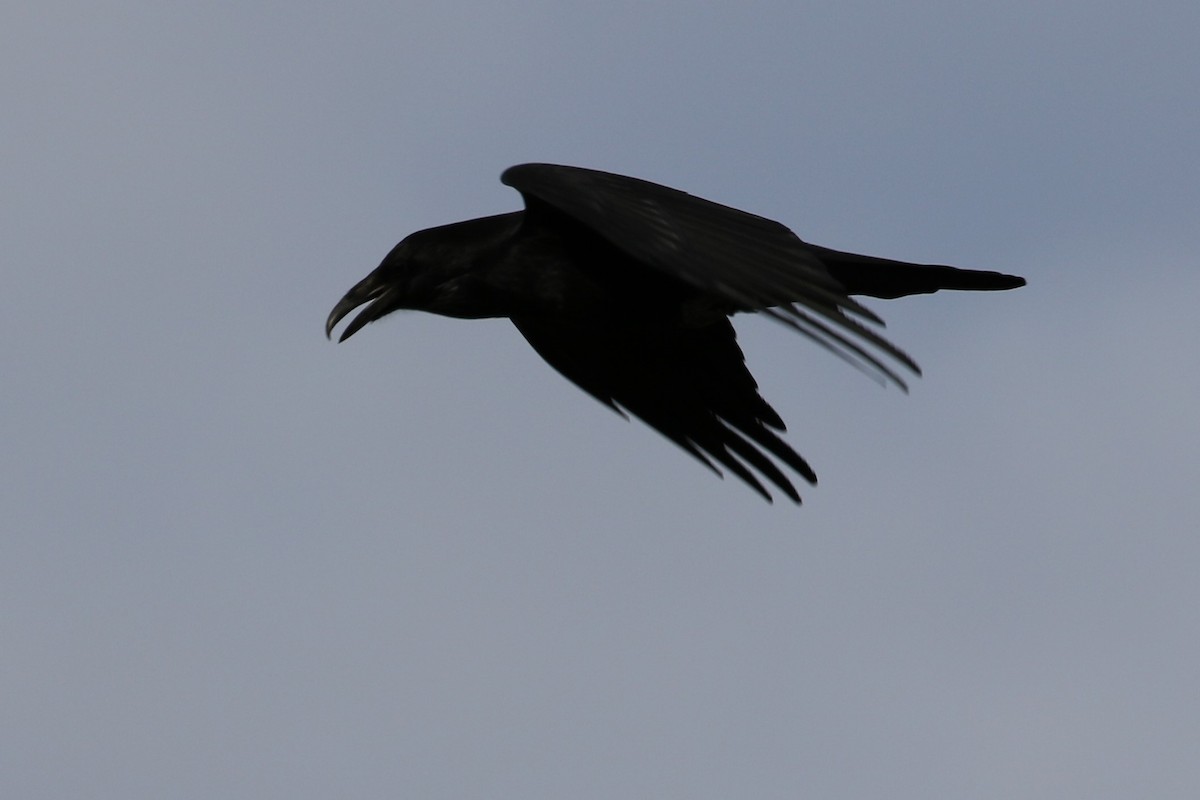 Common Raven - Andy Bridges