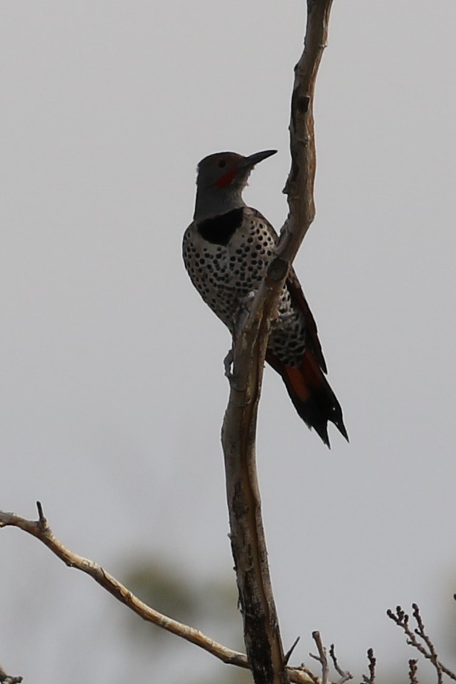 Northern Flicker (Red-shafted) - Andy Bridges