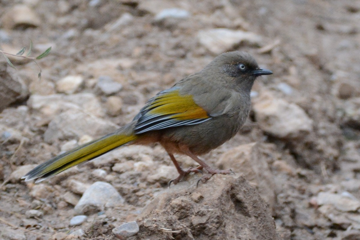 Elliot's Laughingthrush - Cathy Pasterczyk