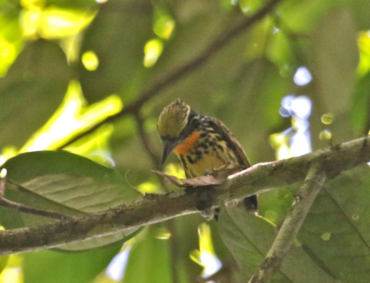 Gilded Barbet - Gil Ewing