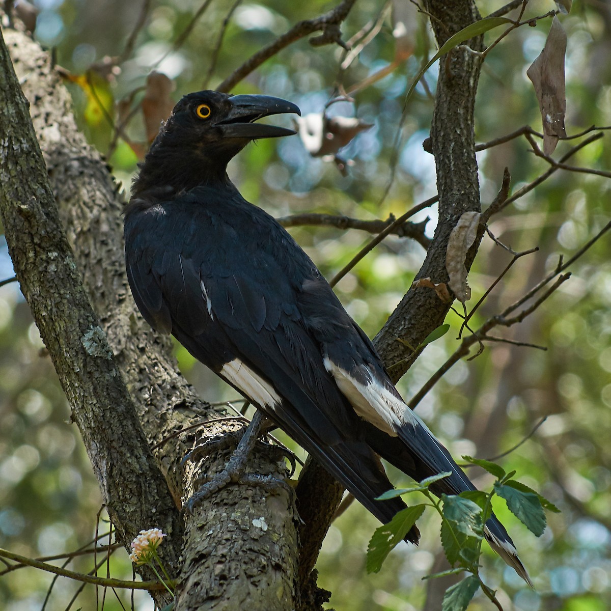 Pied Currawong - ML121920041