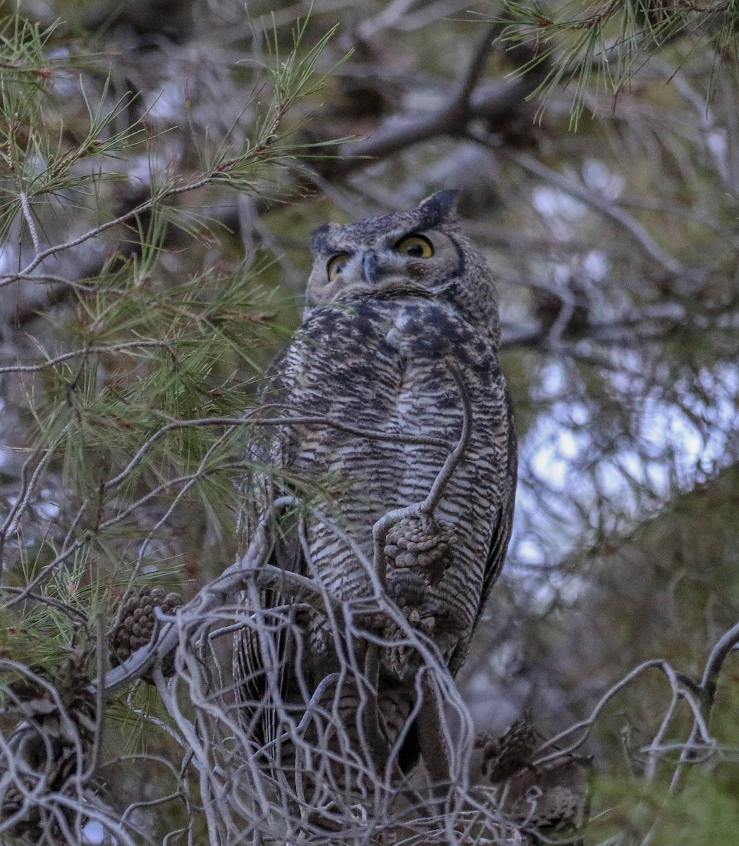 Great Horned Owl - ML121920441