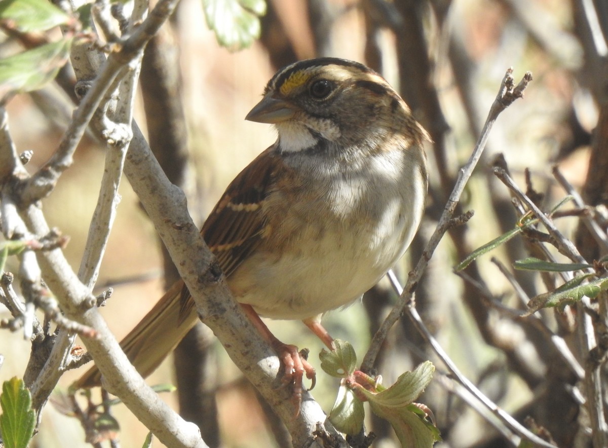 White-throated Sparrow - ML121921651
