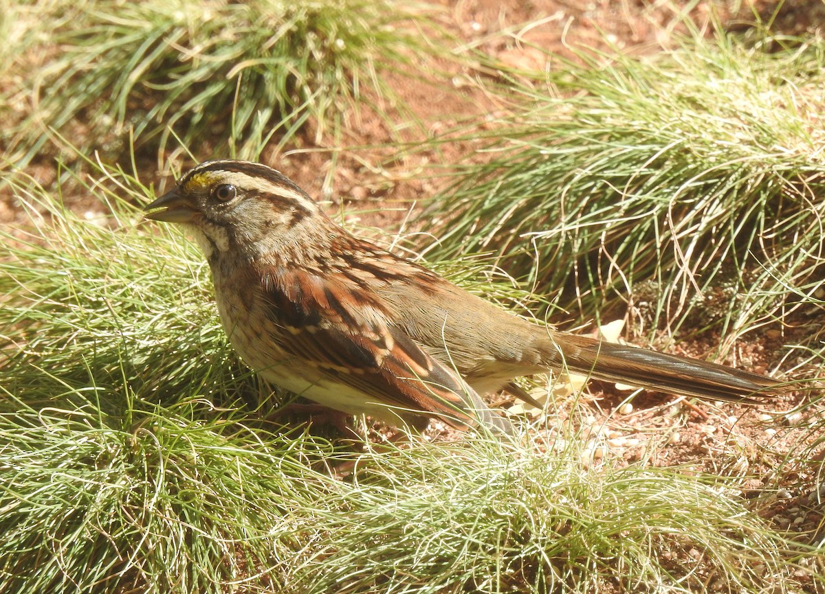 White-throated Sparrow - ML121921661
