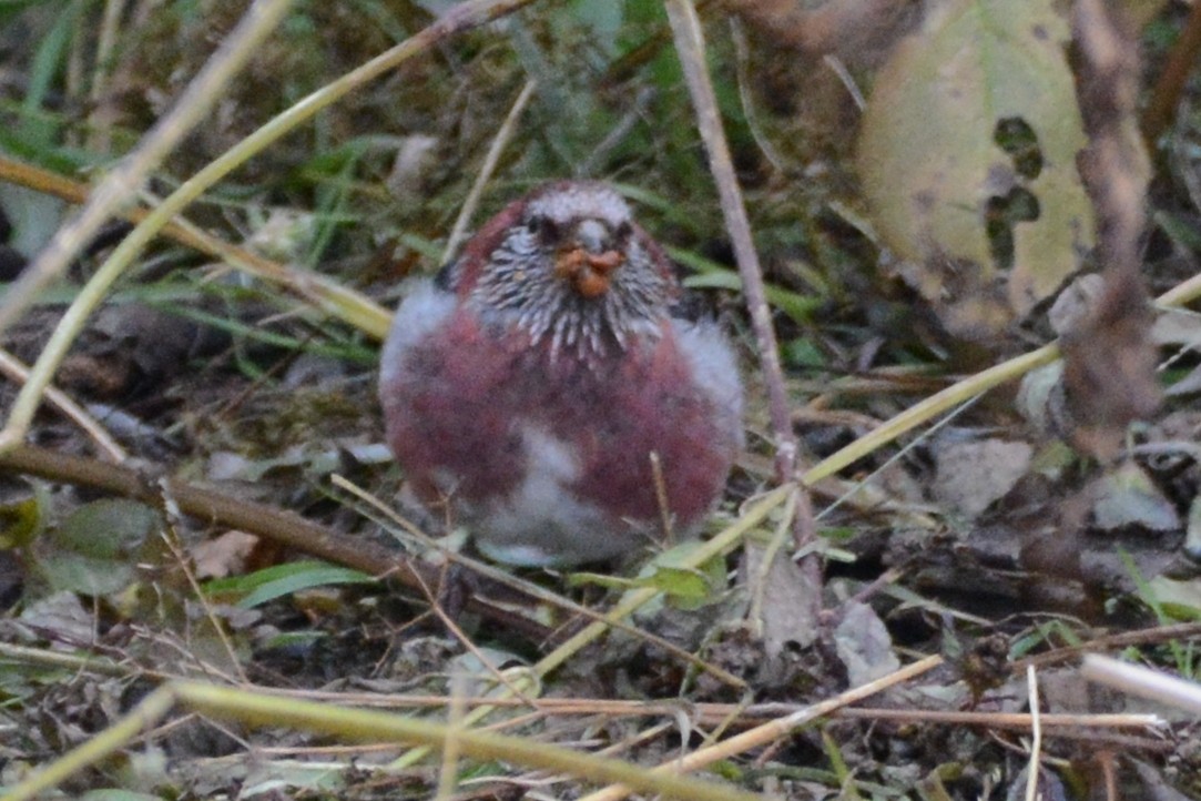 Three-banded Rosefinch - ML121923291