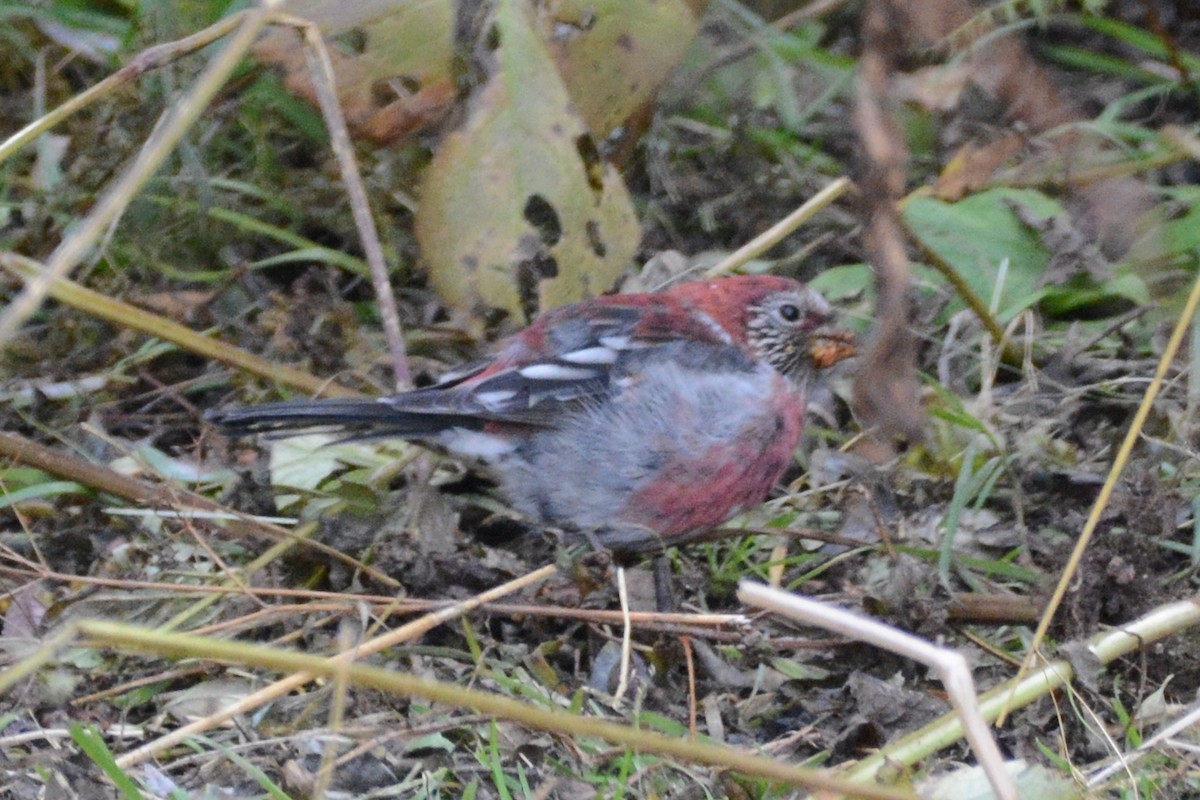 Three-banded Rosefinch - ML121923311