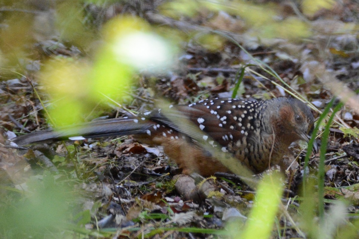 Giant Laughingthrush - ML121923571