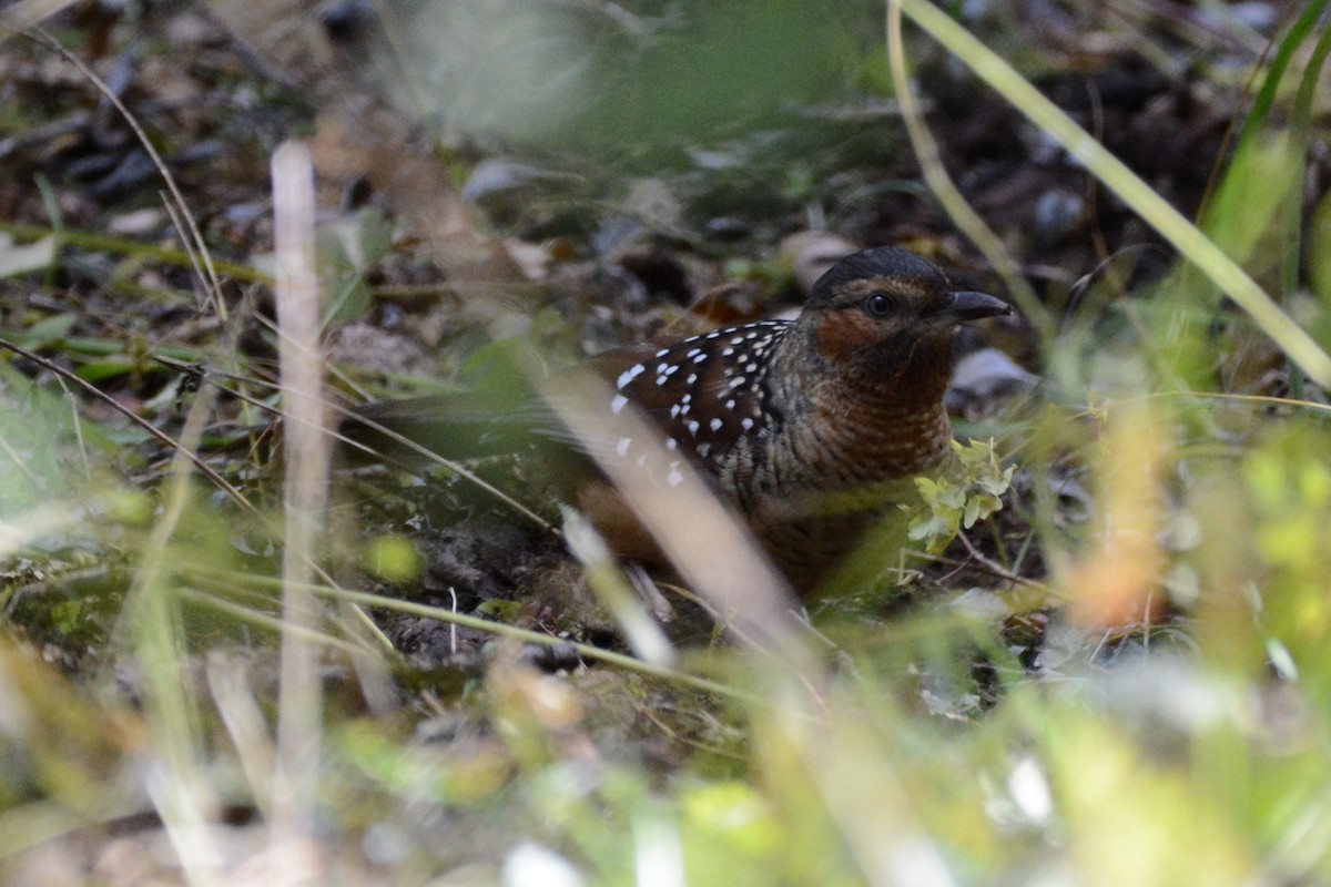 Giant Laughingthrush - ML121923581