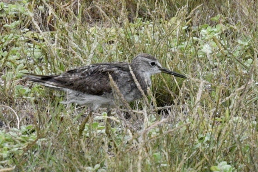 Wood Sandpiper - ML121923981