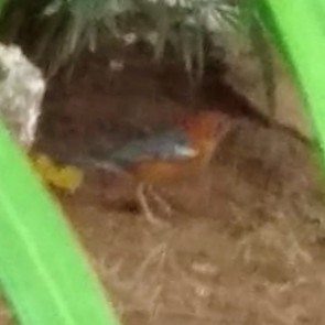 Orange-headed Thrush - ML121925691