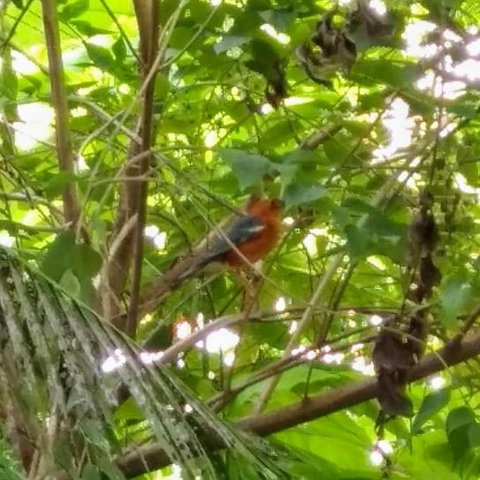 Orange-headed Thrush - ML121925711