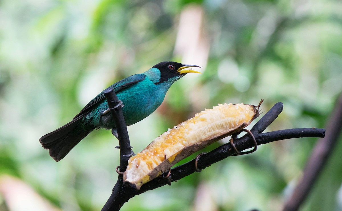 Green Honeycreeper - Naíla  Lepre