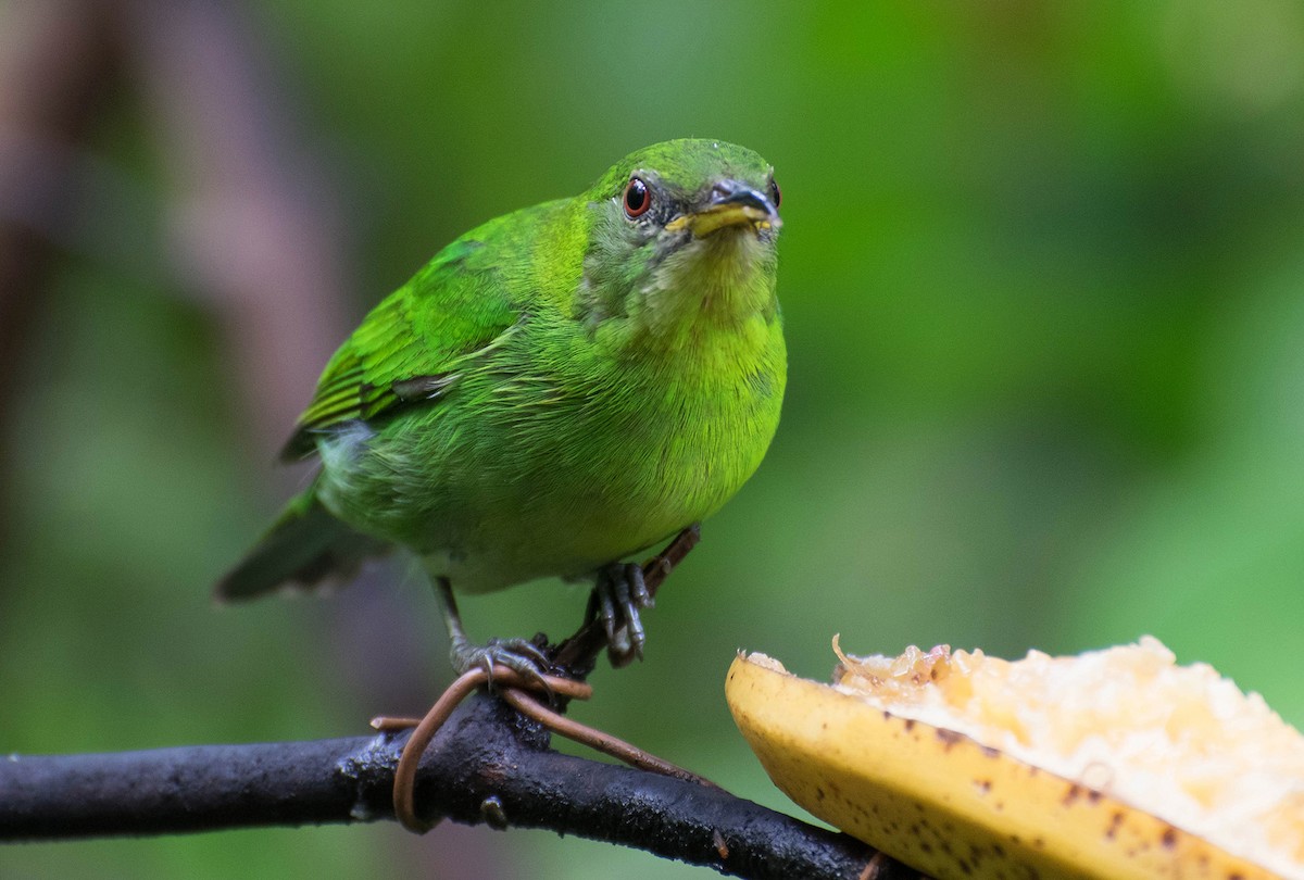 Green Honeycreeper - Naíla  Lepre