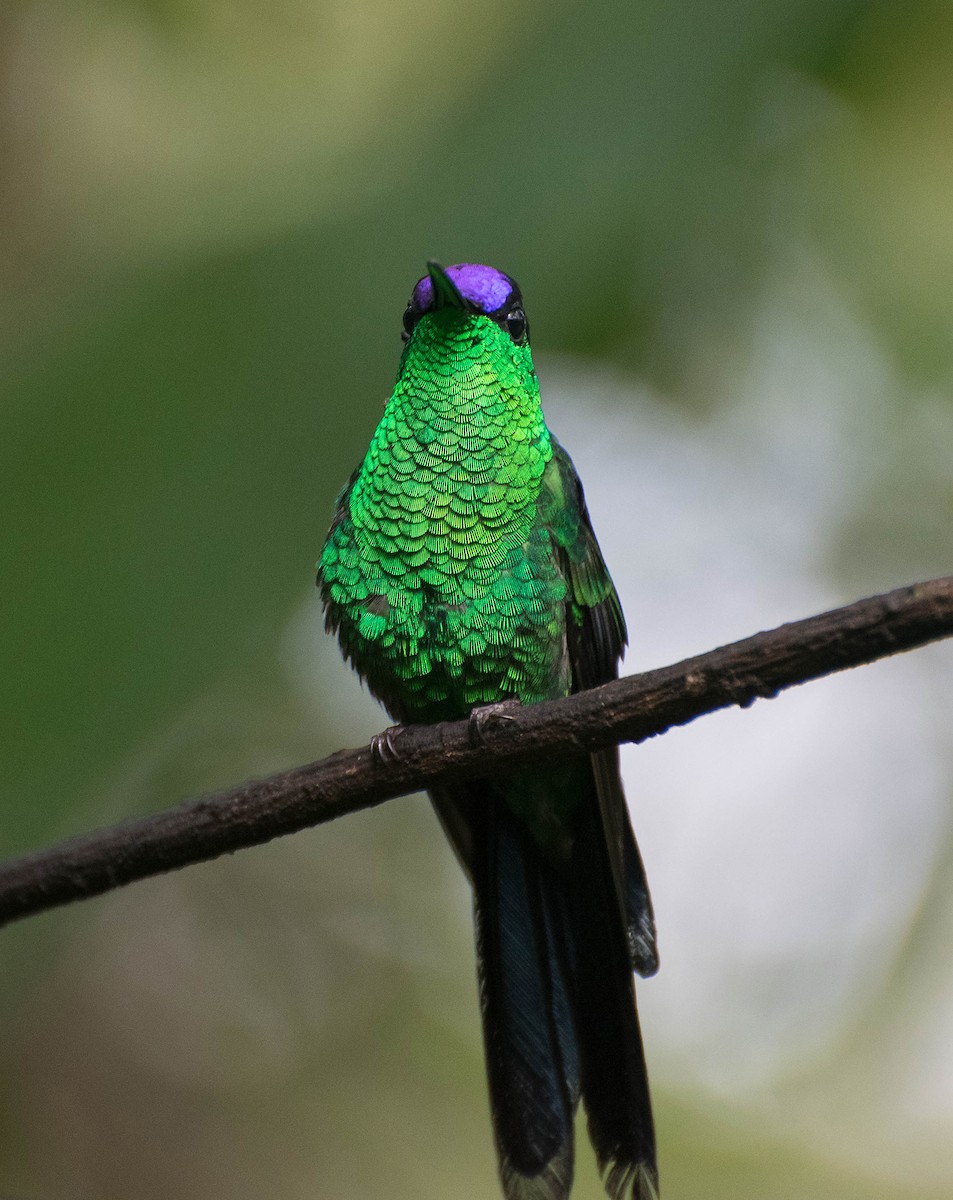 kolibřík fialovotemenný - ML121927771