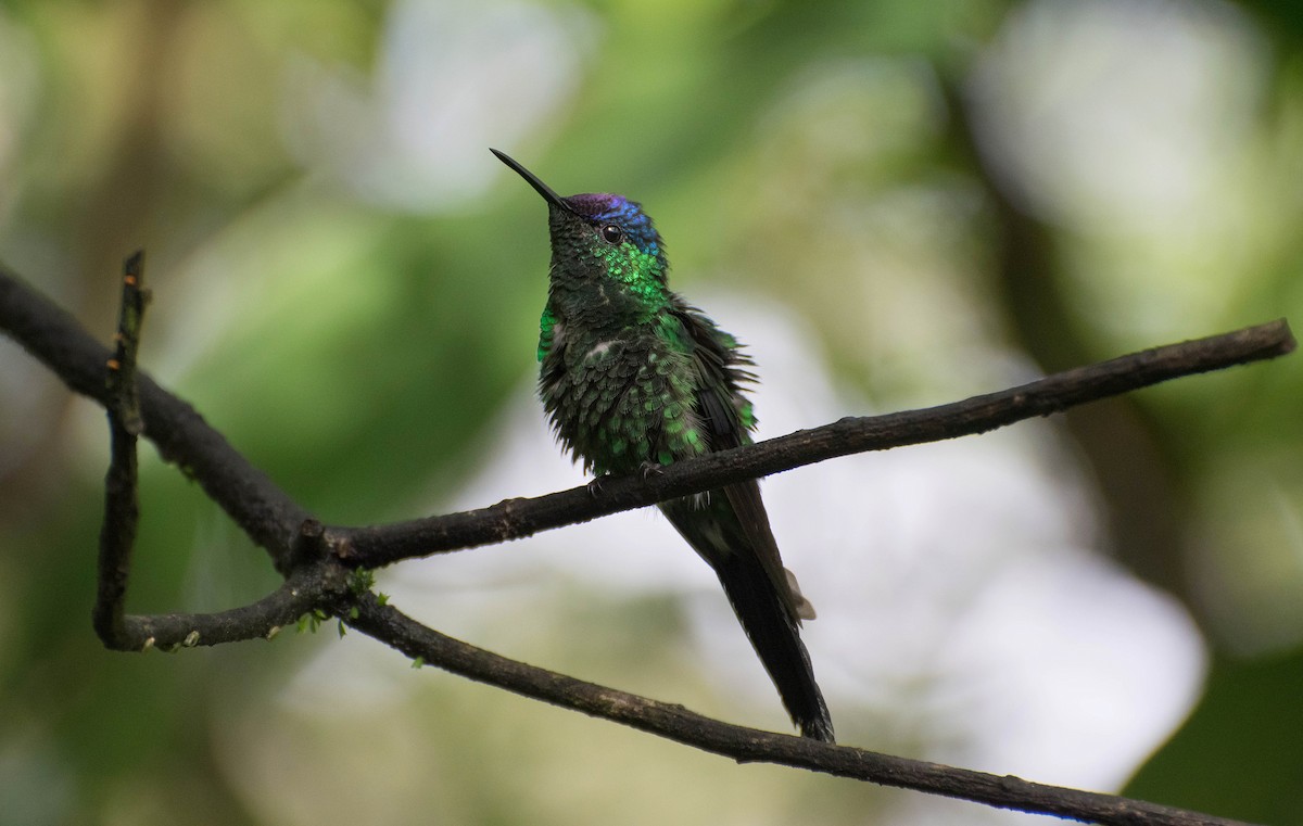 Violet-capped Woodnymph - Naíla  Lepre