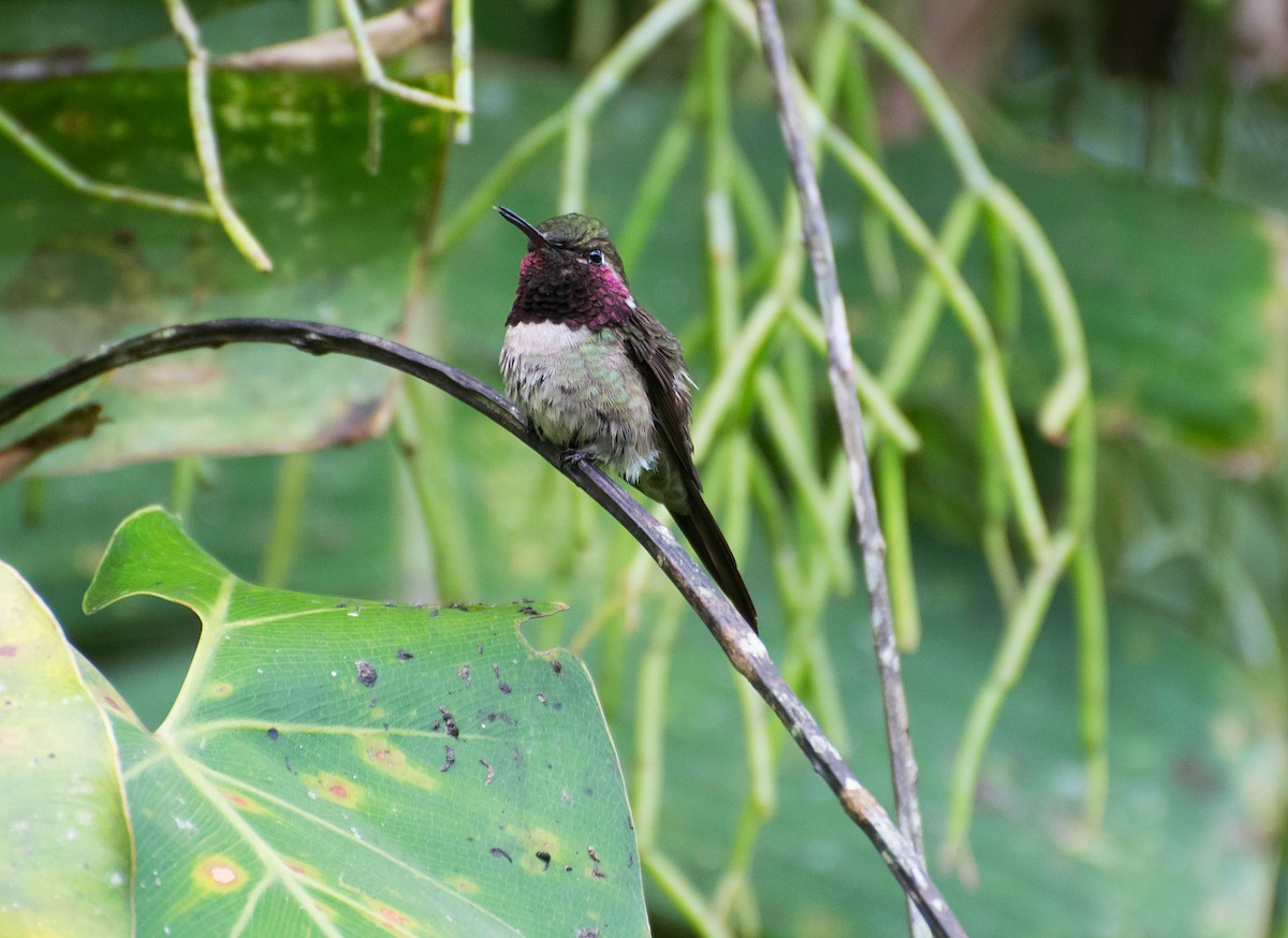 Colibri améthyste - ML121927821