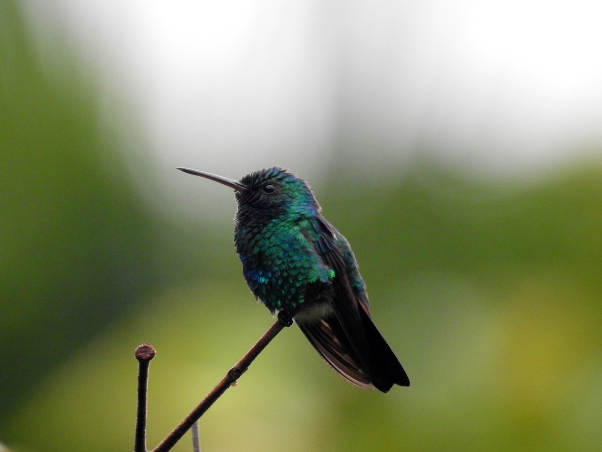 kolibřík modrobradý - ML121927891