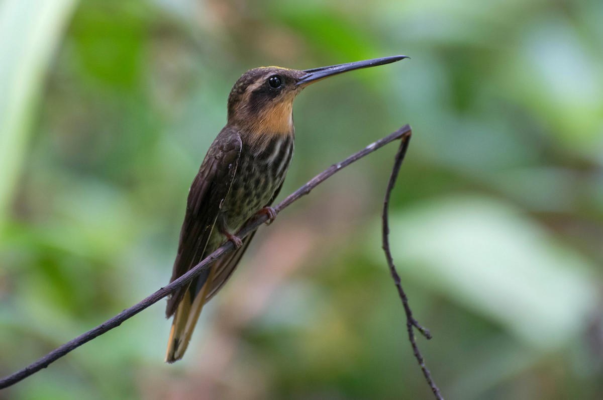 Saw-billed Hermit - Naíla  Lepre