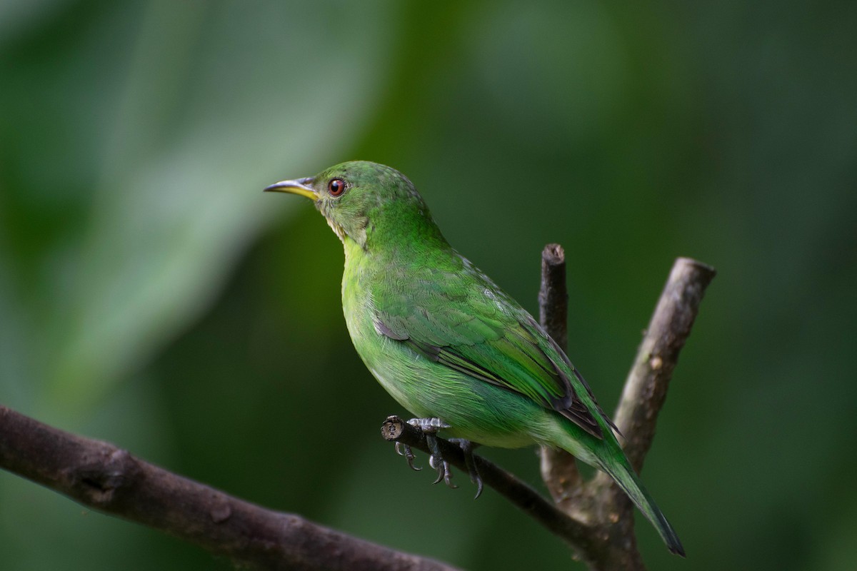 Green Honeycreeper - ML121928161