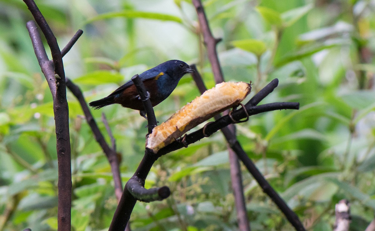 Chestnut-bellied Euphonia - Naíla  Lepre