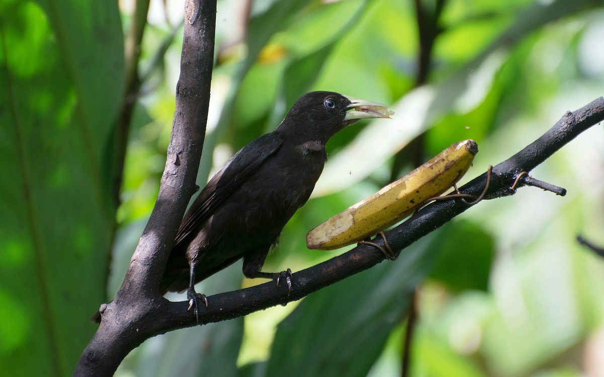 Red-rumped Cacique - Naíla  Lepre